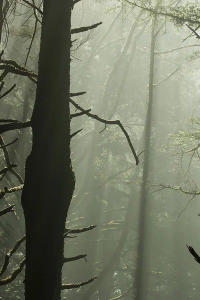 Bos zonlicht — Stockfoto