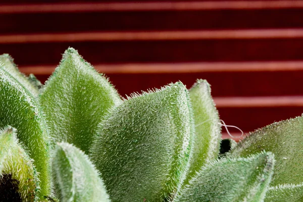 Echeveria — Foto Stock