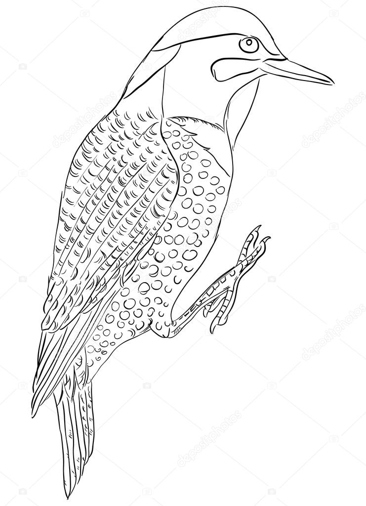 Northern flicker bird