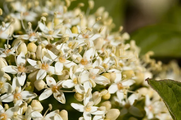 Vlierbessen bloemen — Stockfoto