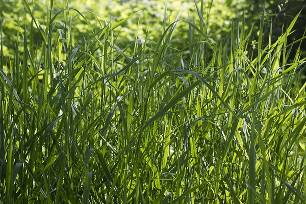 Täta snår av gräs — Stockfoto