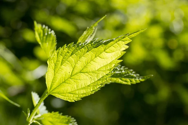 Τσουκνίδα leaf — Φωτογραφία Αρχείου