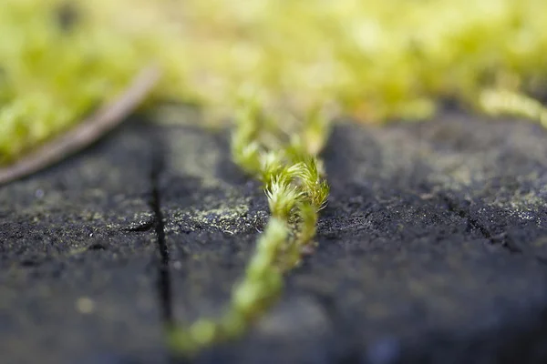 Moss. — Foto de Stock