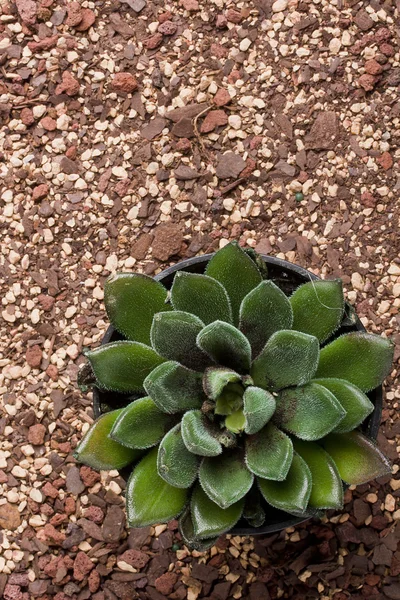 Echeveria — Stockfoto