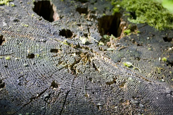 Stump of a tree — Stock Photo, Image
