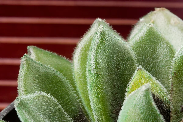 Echeveria — Foto Stock