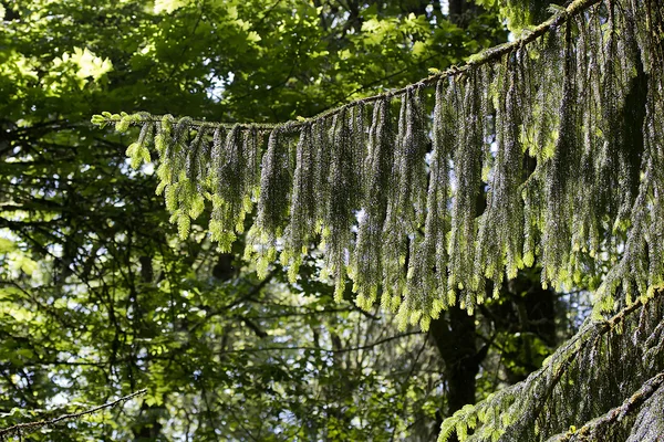 Las ramas jóvenes del árbol de Navidad — Foto de Stock