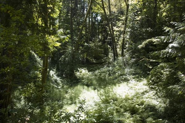 森の中の晴れた日 — ストック写真