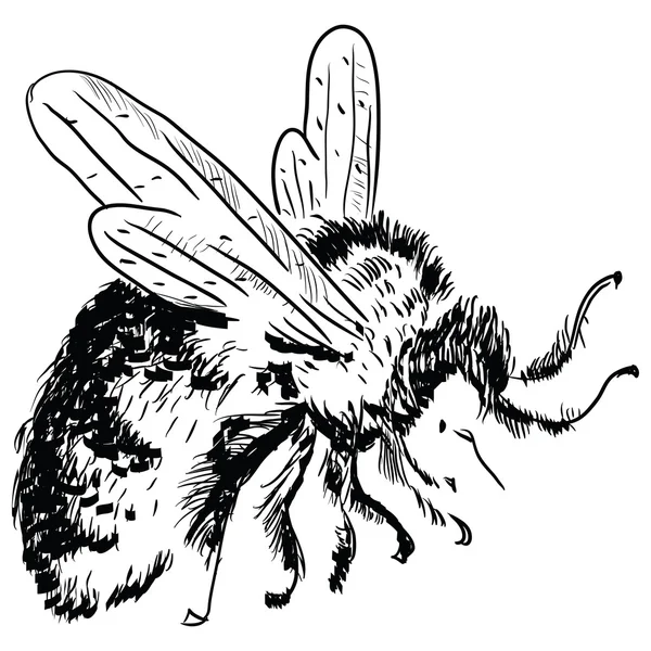 Hummel — Stockvektor