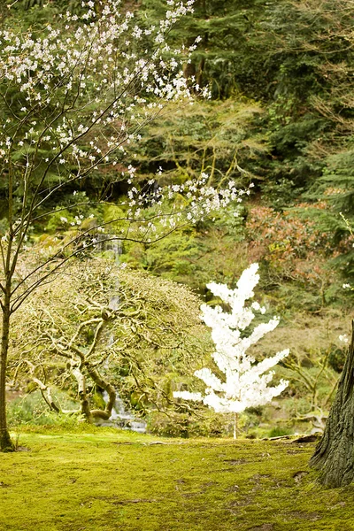 Japanischer Garten — Stockfoto