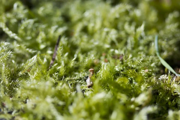 Moss. — Foto de Stock