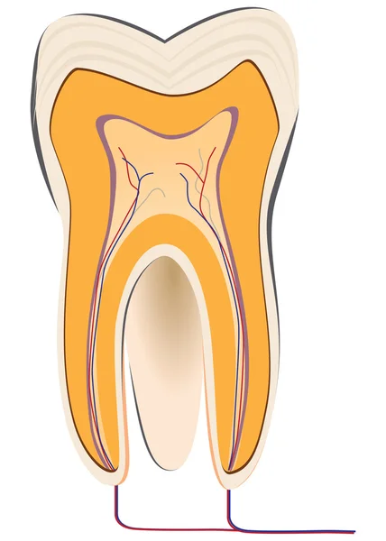 Zahnmedizin - menschlicher Zahn — Stockvektor
