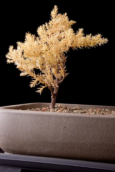 Dei bonsai — Foto Stock