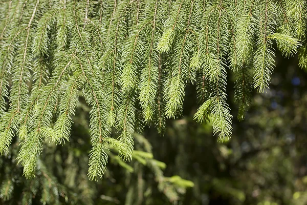 Las ramas jóvenes del árbol de Navidad — Foto de Stock