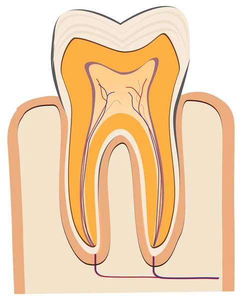 Dente umano — Vettoriale Stock