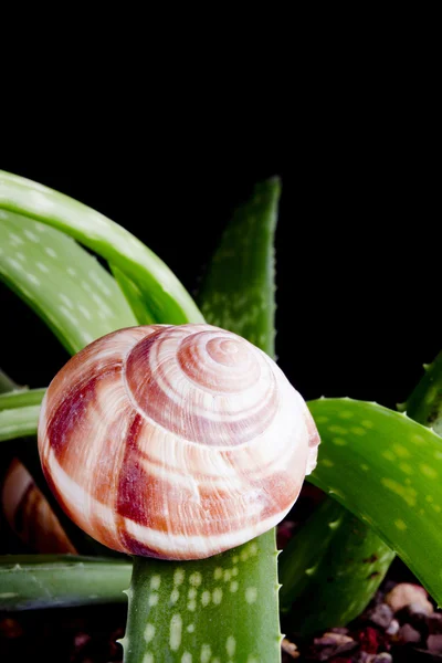 Snail in nature — Stock Photo, Image