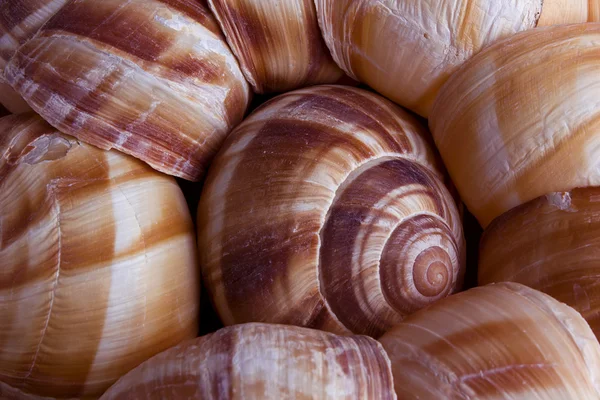 Concha de caracol —  Fotos de Stock