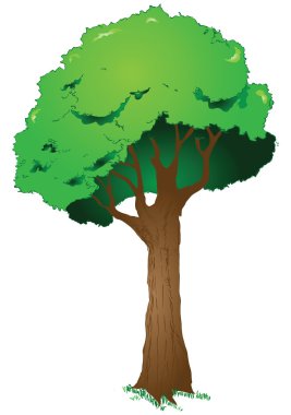 Yaz aylarında büyük yapraklı ağaç