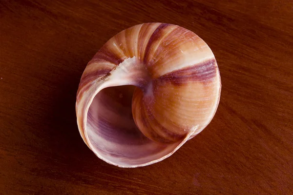 Snail shell — Stock Photo, Image