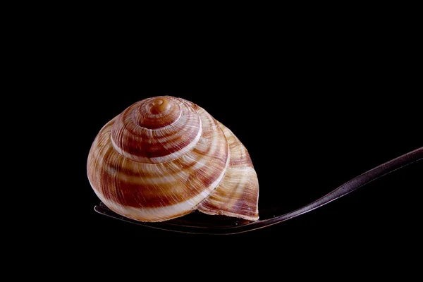 Marinated escargot on fork — Stock Photo, Image