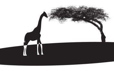 sembol savannah