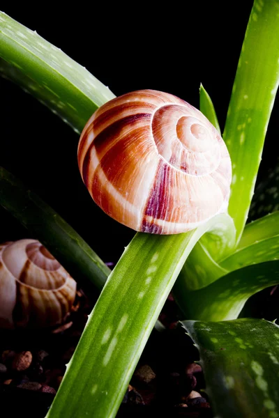 Snail in nature — Stock Photo, Image