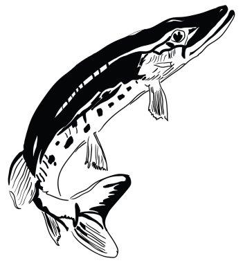 Pike predator Nehri