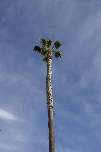 Palm tree on sky background — Stock Photo, Image