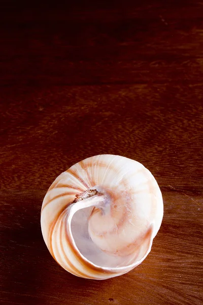 Snail shell — Stock Photo, Image