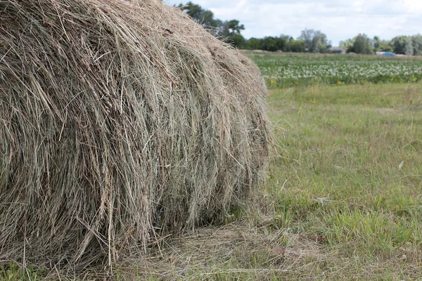 Fazendo Hay — Fotografia de Stock