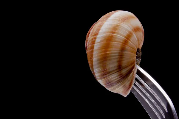 Marinated escargot on fork — Stock Photo, Image