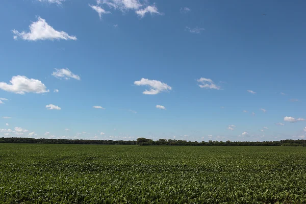 Campo de remolacha —  Fotos de Stock