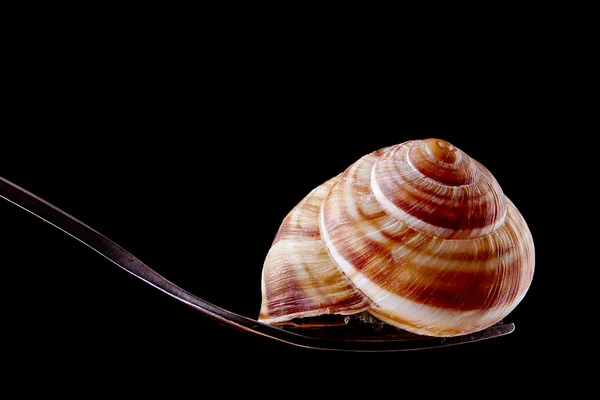 Marinated escargot on fork — Stock Photo, Image