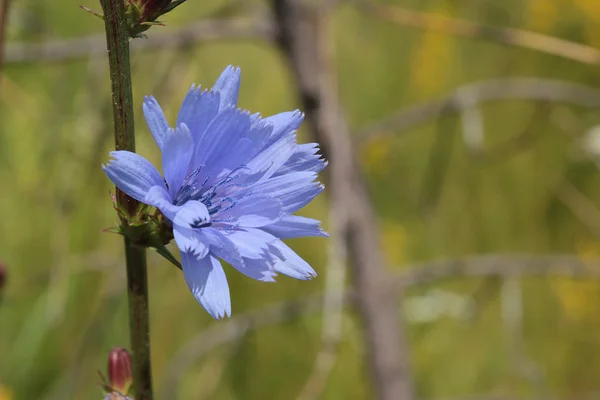Синий дикий цветок — стоковое фото
