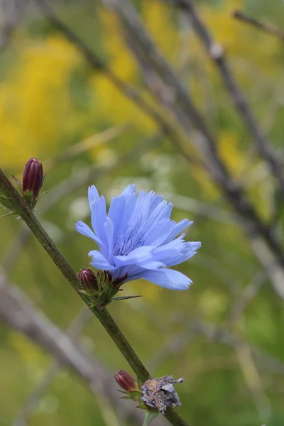 Fleur sauvage bleue — Photo