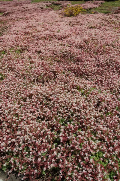 Bloemen gebruikt in landschapsarchitectuur — Stockfoto