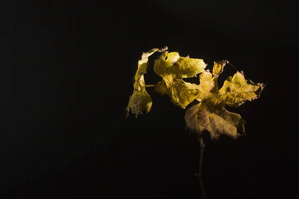 Folhas Uva Secas Uma Videira Fundo Preto — Fotografia de Stock