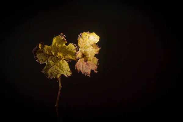 葡萄干叶子在黑背景的葡萄藤上 — 图库照片