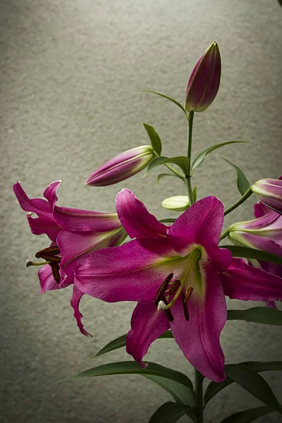 Ein Busch Einer Blühenden Rosa Lilie Vor Einer Grauen Wand — Stockfoto