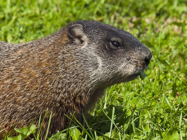 Animais selvagens. Marmota . Imagens Royalty-Free