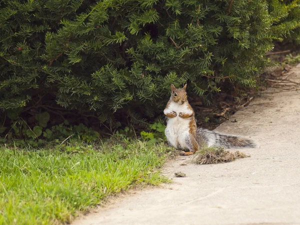 Dzikie animals.squirrel. — Zdjęcie stockowe