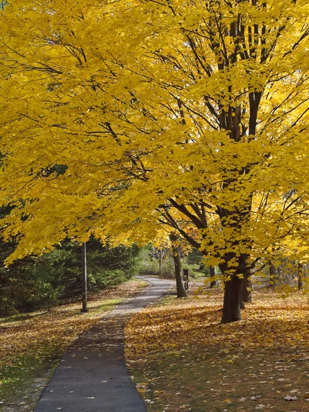 Colores otoñales. Parque de otoño . — Foto de Stock