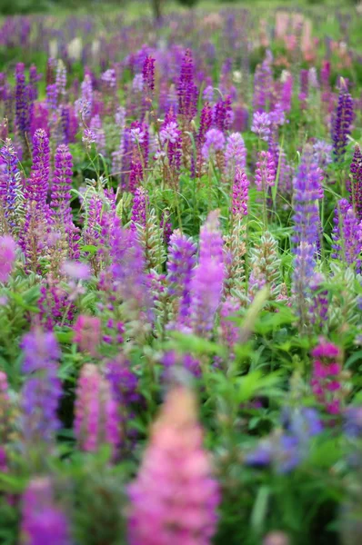 Schöne wilde Blumen — Stockfoto