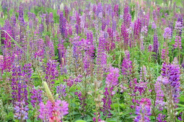 Belles fleurs sauvages — Photo