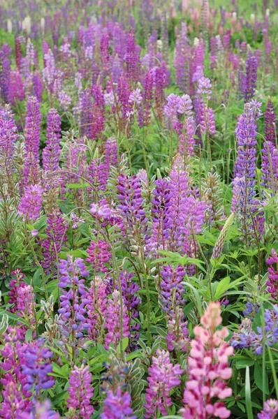 Prachtige wilde bloemen Stockfoto