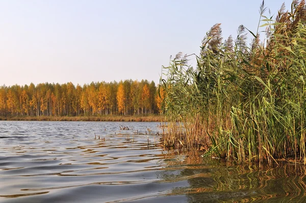 Erdei tó őszi reggel — Stock Fotó