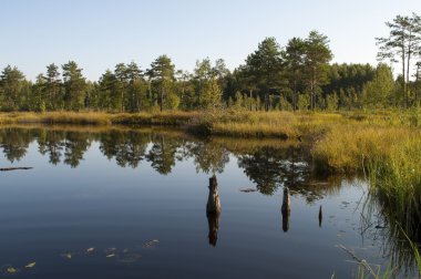 Küçük orman gölü