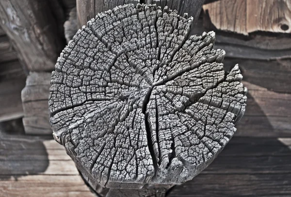 Butt-end face of an old log — Stock Photo, Image