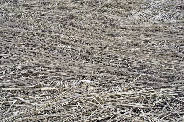 Dry grass background — Stock Photo, Image