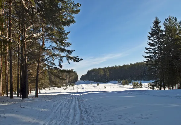 Ski track in winter forest — Stock Photo, Image